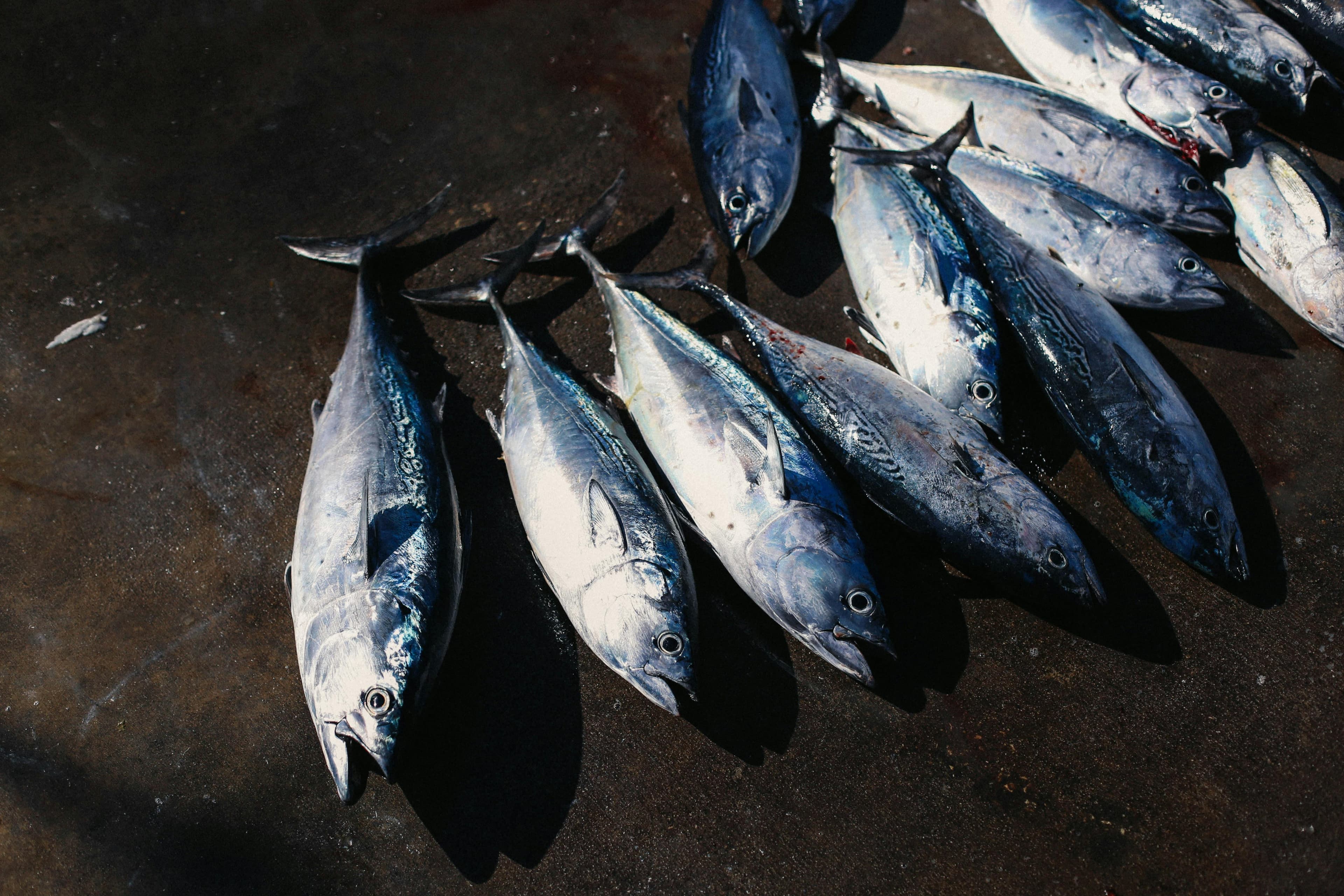 Skipjack tuna (Katsuwonus pelamis) — commercially important pelagic species in Mauritanian EEZ