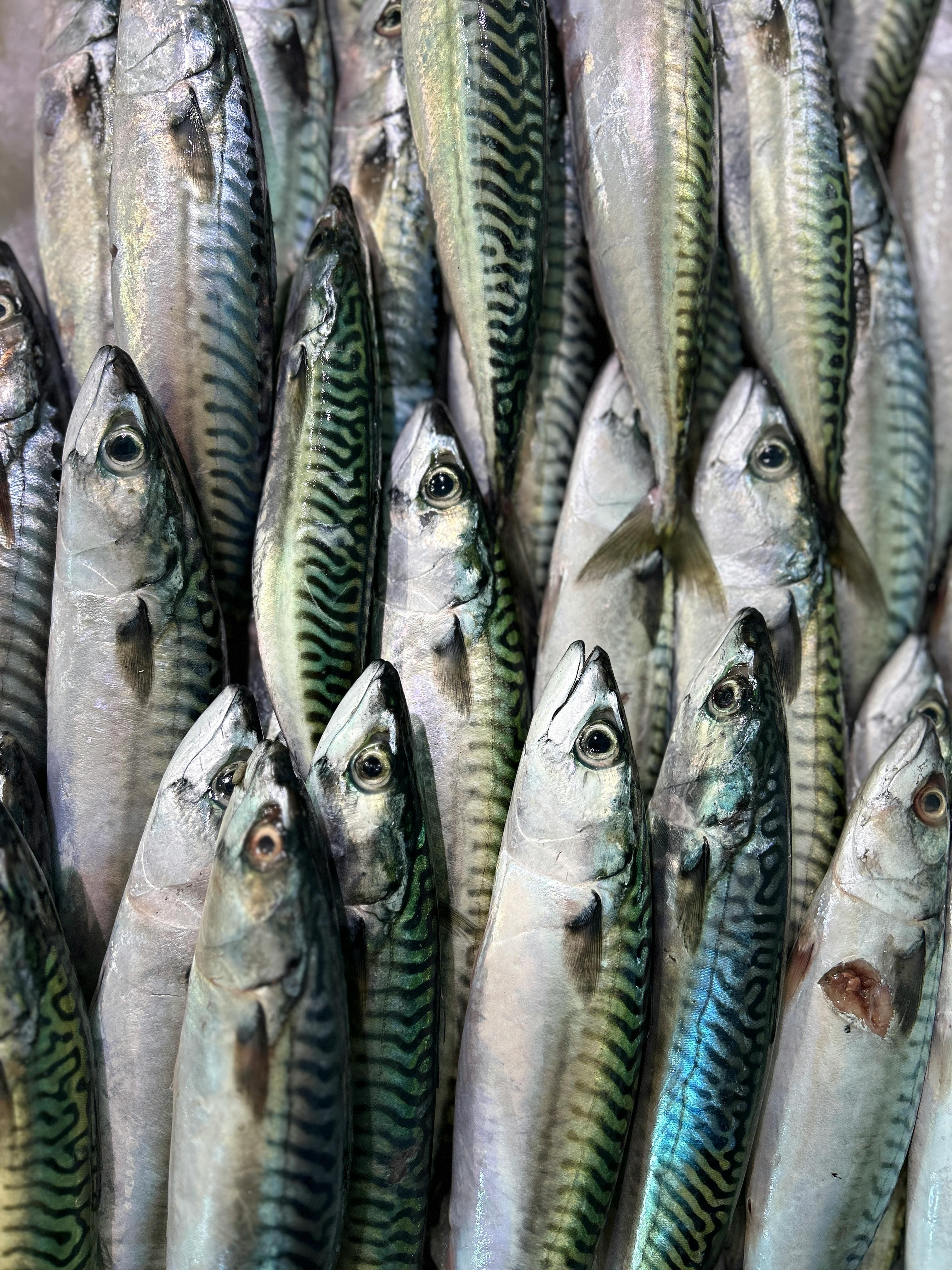 Atlantic mackerel (Scomber japonicus) — Mauritanian pelagic export species