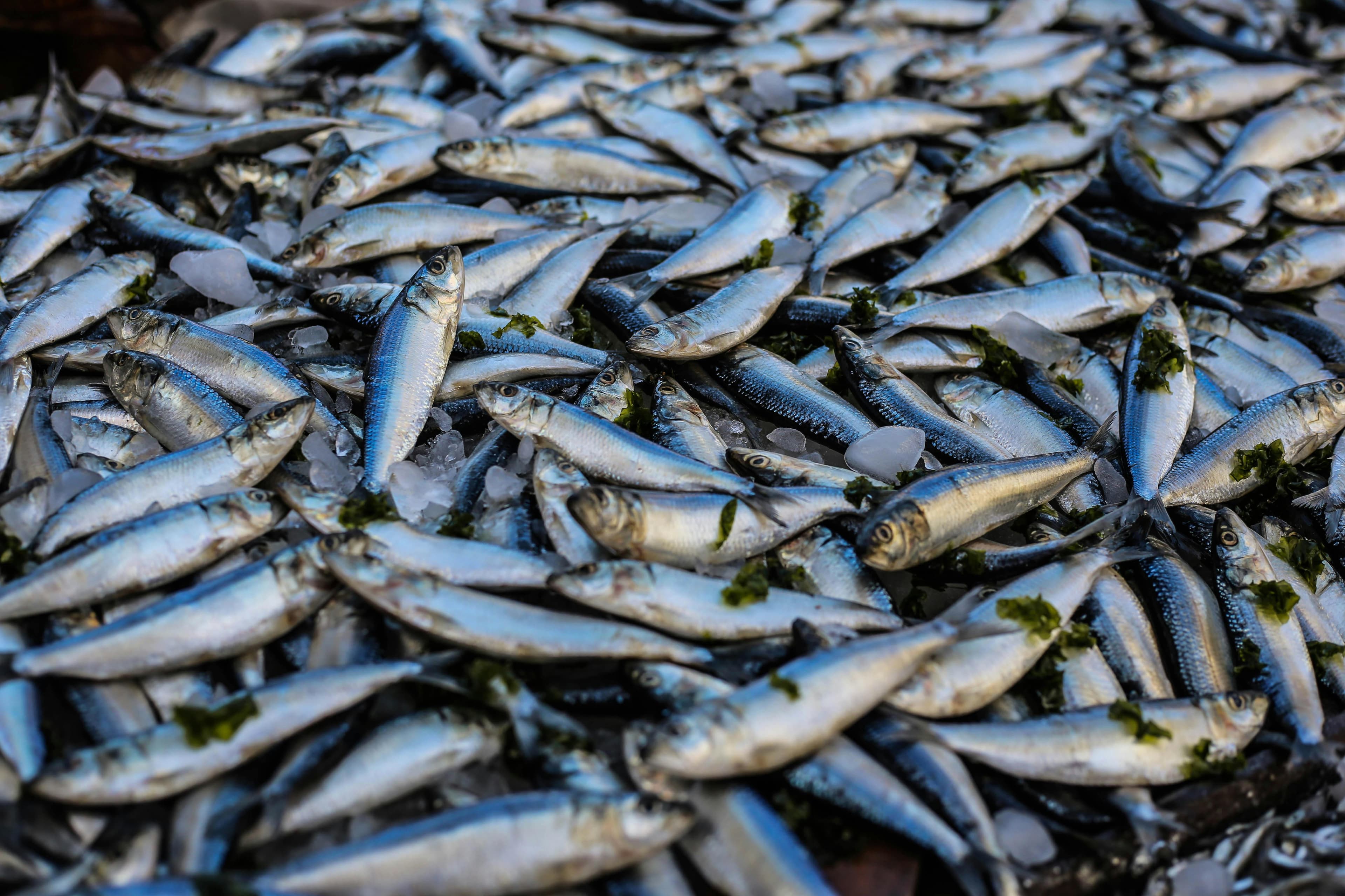 European pilchard / sardine (Sardina pilchardus) — harvested from Mauritanian Atlantic waters