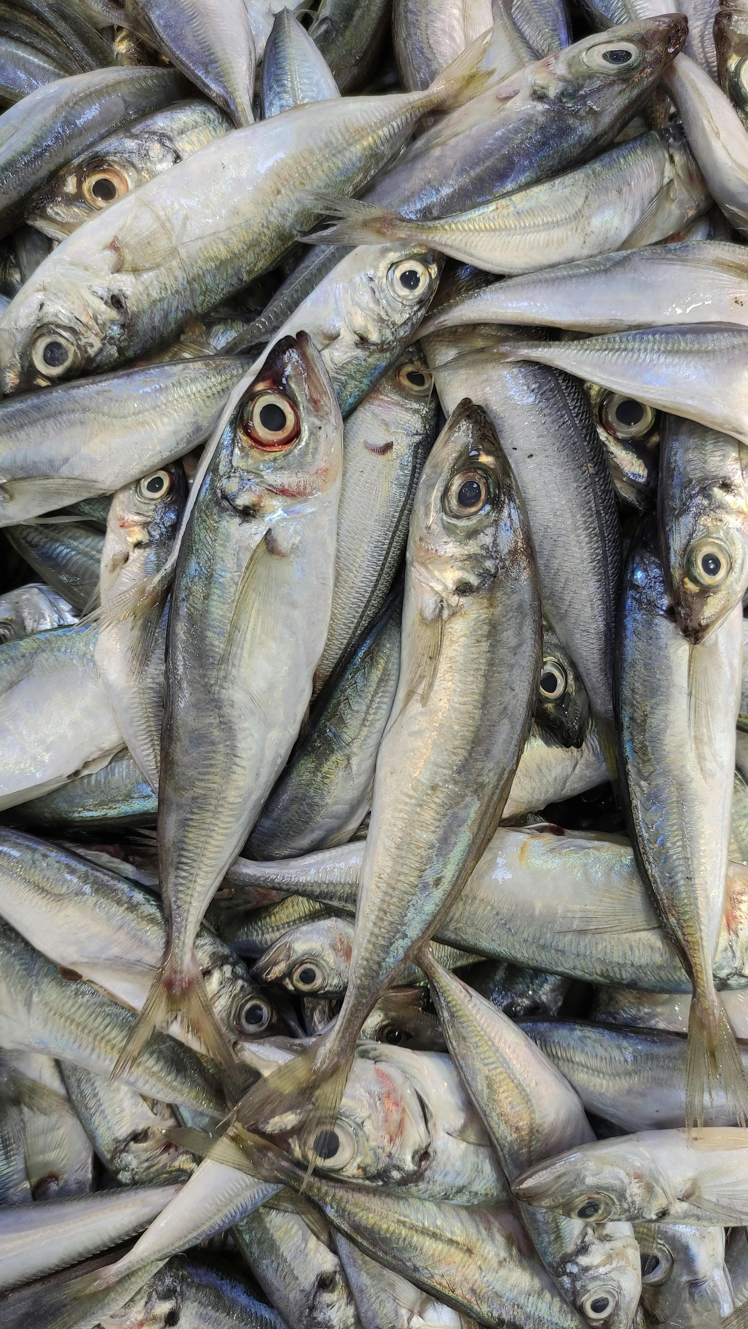 Round sardinella (Sardinella aurita) — West African small pelagic species